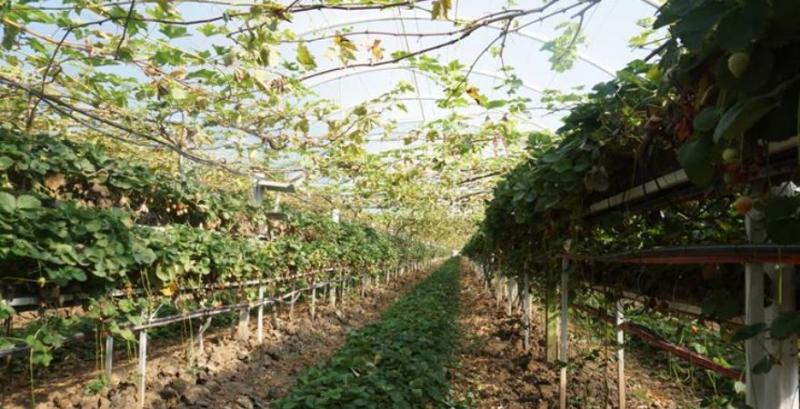 Фермер з Прикарпаття у теплицях поруч із суницею вирощує виноград