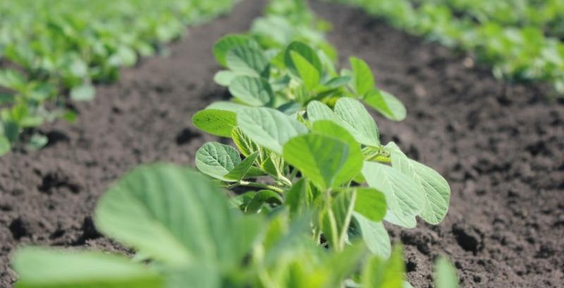 Фахівець порадив препарати для оптимального живлення сої