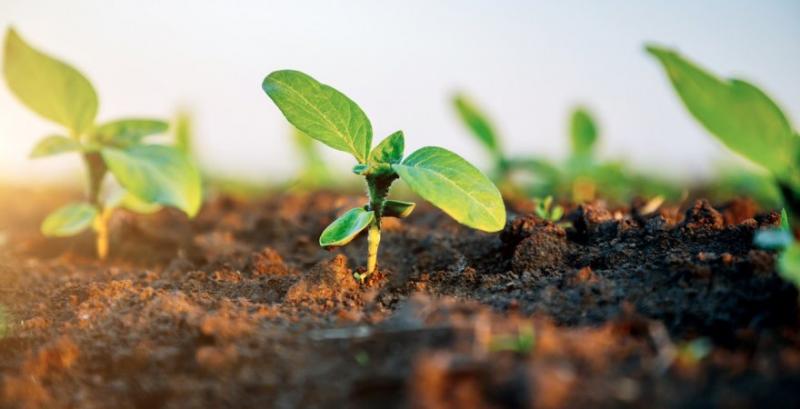 Соняшнику шкодить піщаний мідляк, а зерновим — клопи і трипси: поради щодо захисту посівів