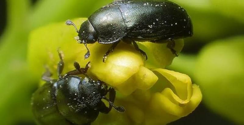 Ріпаковий квіткоїд Ріпаковий квіткоїд