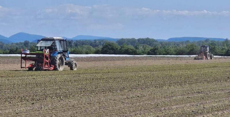 Двічі релоковане підприємство Дніпро-99 розвиває на Закарпатті овочівництво