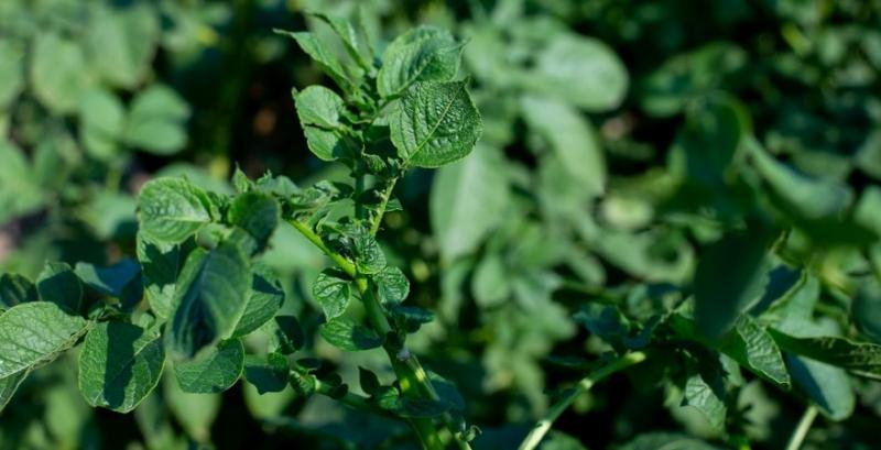 Захист картоплі від бурʼянів: правила внесення гербіцидів