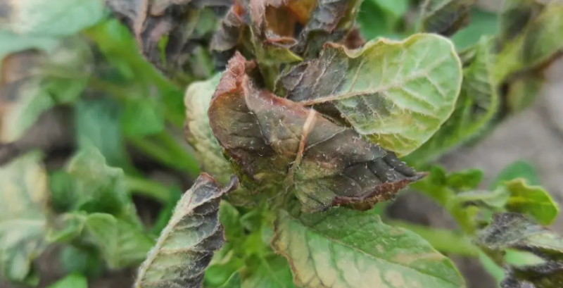 На Рівненщині померзла картопля та розсада в теплицях