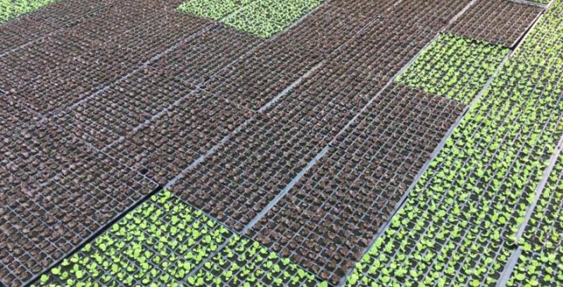 Господарство з Одещини планує зайнятись вирощуванням касетної розсади лікарських рослин