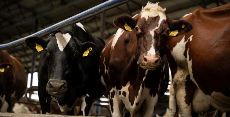 В ДАР розпочинається добір заявок на дотації для утримання корів В ДАР розпочинається добір заявок на дотації для утримання корів