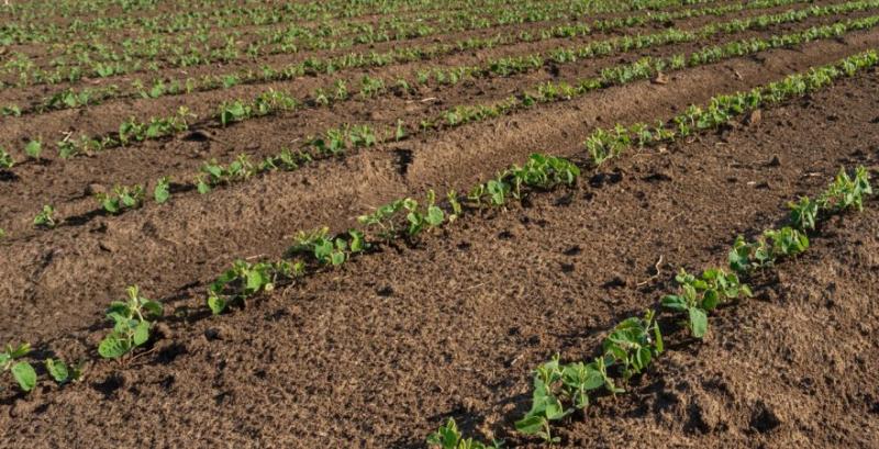 Післясходовий гербіцидний захист для соняшника та сої — які препарати обрати