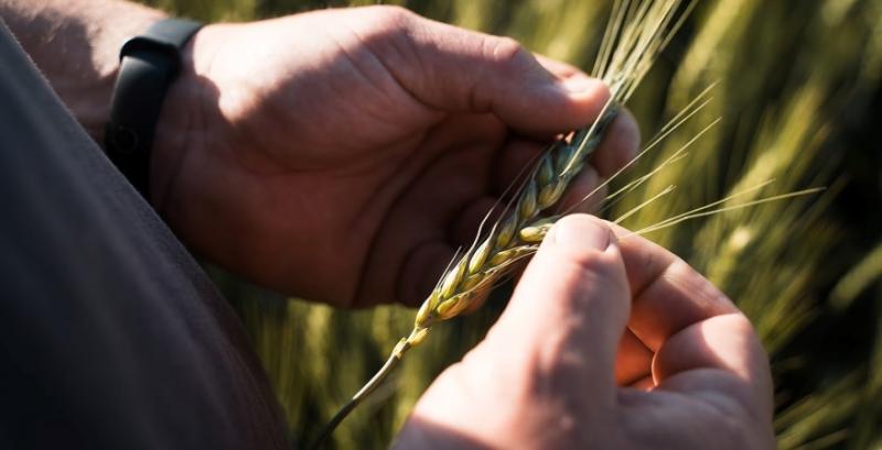 На ТОТ моніторингові комісії вирішуватимуть, що сіяти фермерам