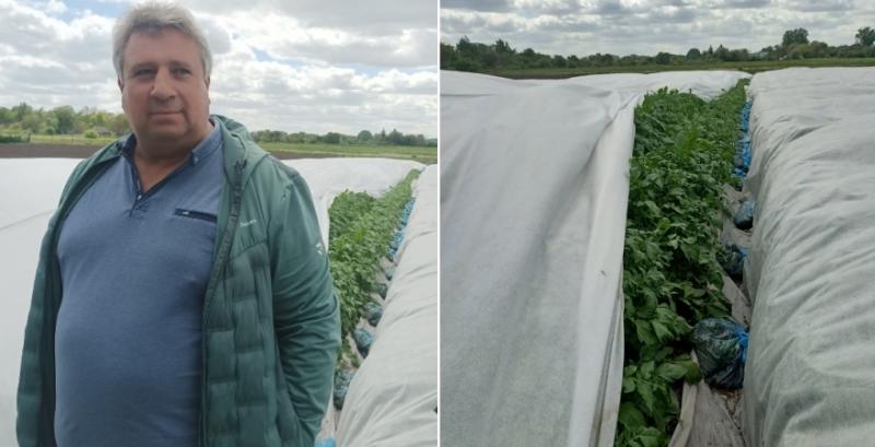 Завдяки агроволокну картопля на Чернігівщині витримала заморозки — фермери розпочали збір врожаю