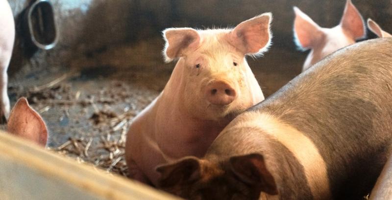 Через скорочення поголів'я ціни на живець свиней зросли на 25% — АСУ Через скорочення поголів'я ціни на живець свиней зросли на 25% — АСУ