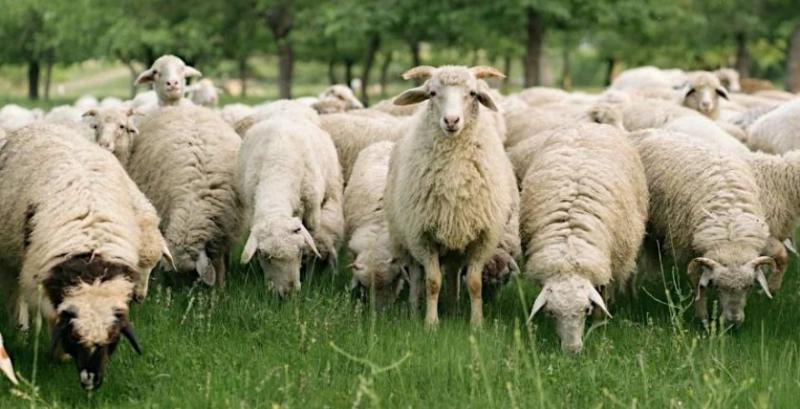 Фермер із Закарпаття розводить кіз та овець і розвиває власну торгову марку Фермер із Закарпаття розводить кіз та овець і розвиває власну торгову марку