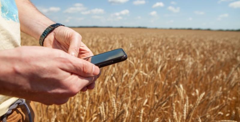 Дисконт між українською пшеницею та еталонним контрактом на Euronext розширився