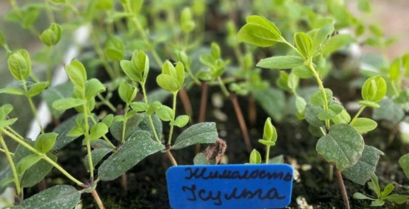 Ветеран із Вінниччини експериментує із жимолостю Ветеран із Вінниччини експериментує із жимолостю