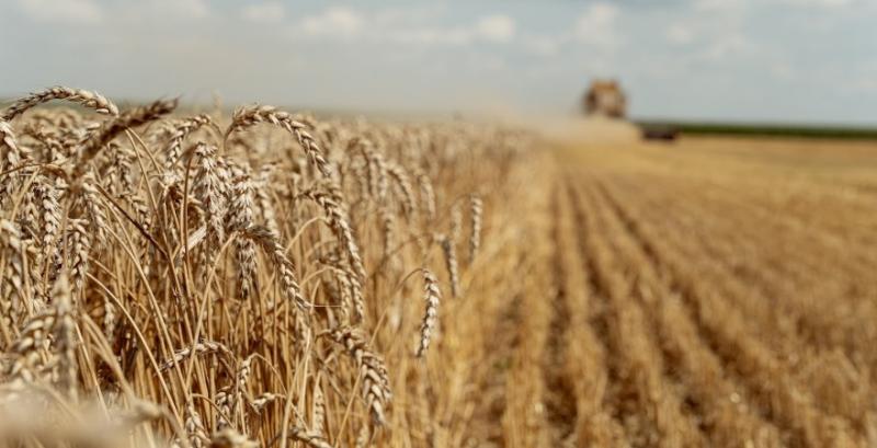 Виробники стримані в продажах пшениці — очікують збирання нового врожаю