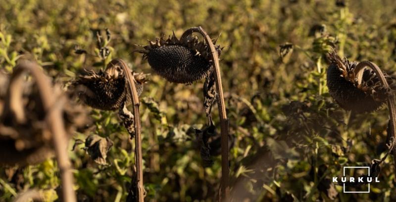 Переробники знизили ціни на соняшник на 200-300 грн/т
