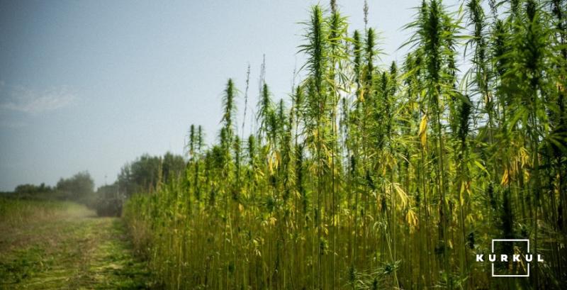 В системі єКоноплі зареєструвались 38 суб’єктів господарювання