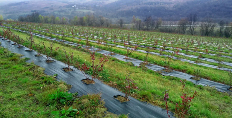 ТзОВ «Органічний сад»