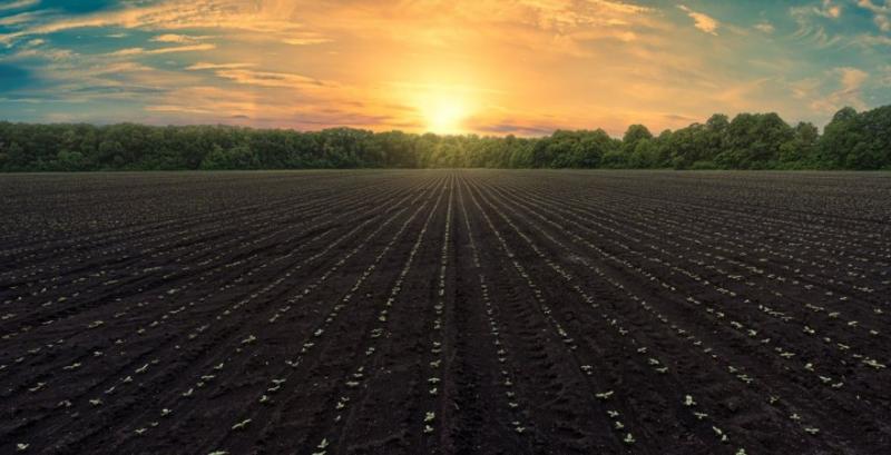 В Ukravit порадили, як ефективно контролювати бур’яни в посівах дводольних культур В Ukravit порадили, як ефективно контролювати бур’яни в посівах дводольних культур