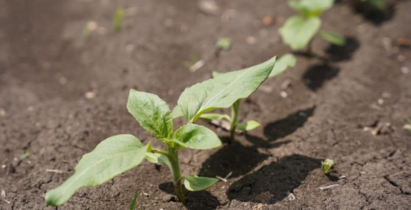 Посіви соняшника