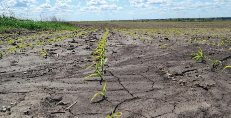Аграрії Півдня страждають від рекордної посухи