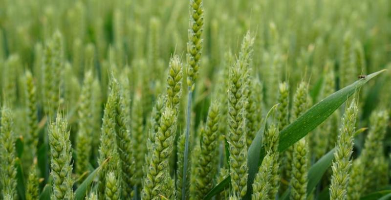 Одещина може зайняти нішу з вирощування твердої пшениці