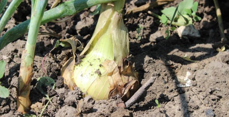 Сівозміна цибулі має складати не менше 4 років — фермер