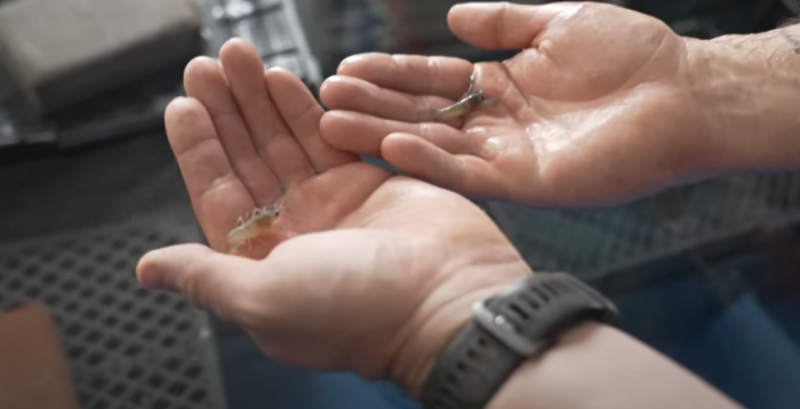 Ветеран з Вінниччини створив акваферму: вирощує креветки та австралійських раків