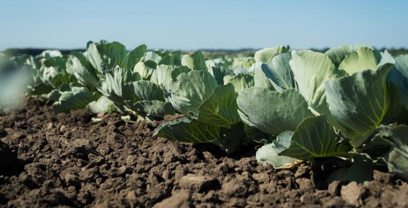 Капуста нового врожаю стрімко дешевшає