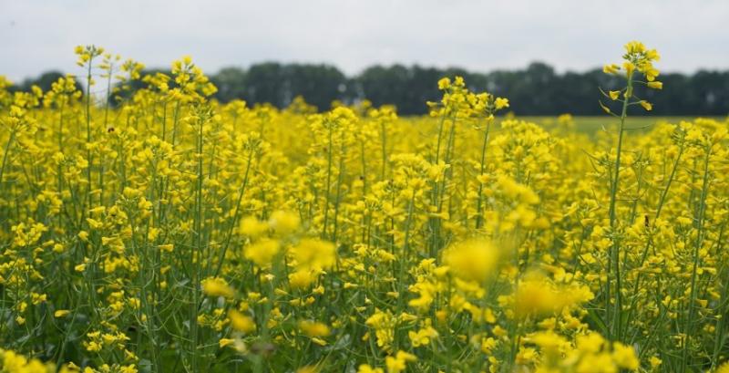 Урожай ріпаку може стати мінімальним за останні чотири сезони — прогноз