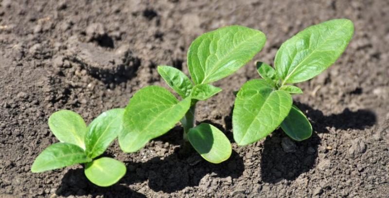 Фахівець порекомендував ефективний гербіцид для імі-гібридів соняшника