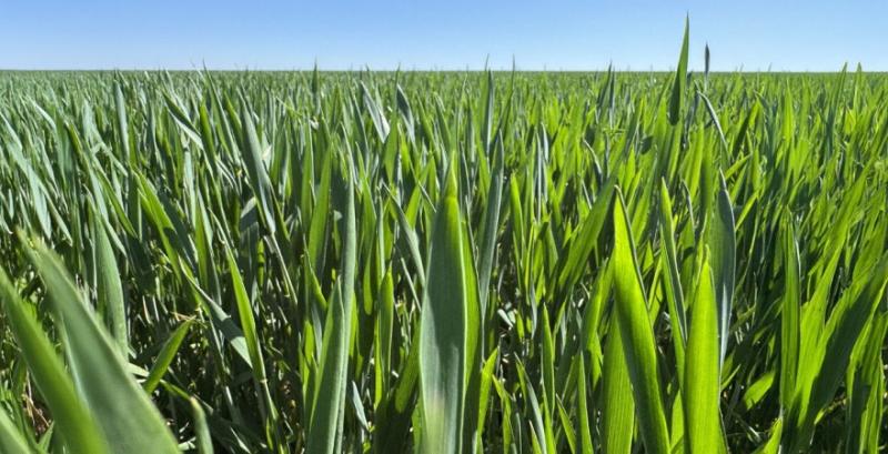 Фузаріоз може знищити до 70% урожаю зернових колосових