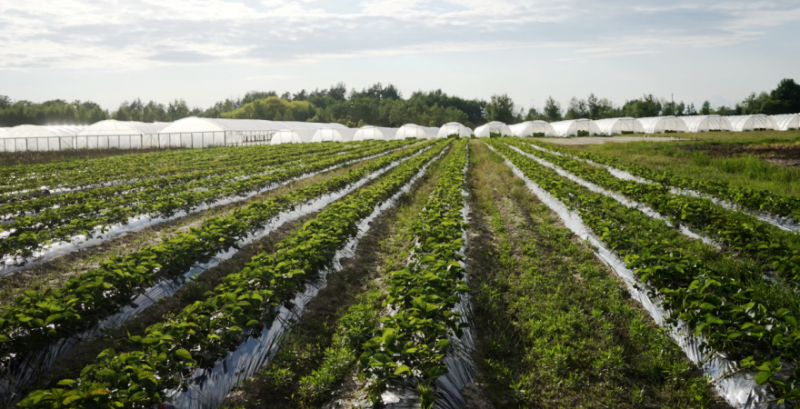 Фінпром агро почало продавати полуницю в преміальні супермаркети