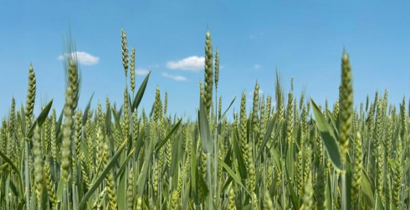 Фузаріоз колоса: фунгіцидне рішення для ефективного контролю