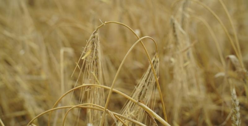 Сезонний фактор тисне на ціни фуражного ячменю Сезонний фактор тисне на ціни фуражного ячменю