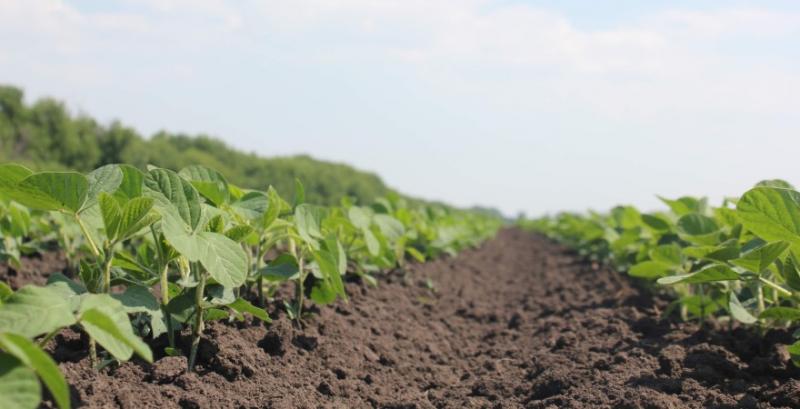 Захист сої на ранніх стадіях вегетації — поради фахівця