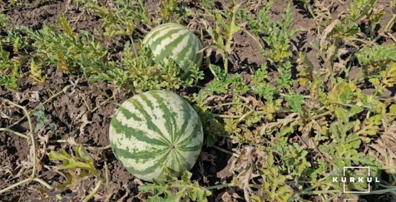 Експерт розповів про перспективні напрямки експорту для українських кавунів