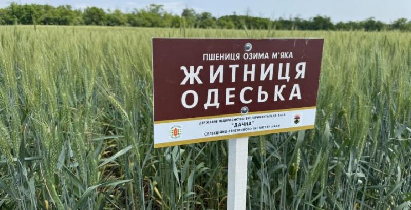 Без держпідтримки Україна ризикує втратити вітчизняну селекцію — Чернявський Без держпідтримки Україна ризикує втратити вітчизняну селекцію — Чернявський