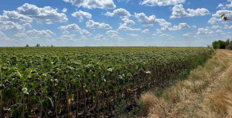 На Дніпровщині фермери незаконно засівали танковий полігон с/г культурами