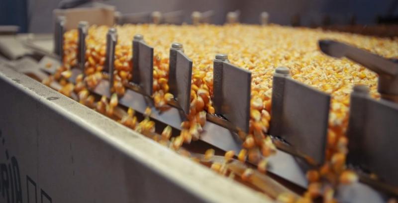 Науковець розповів, чому фермерам вигідно йти в глибоку переробку кукурудзи