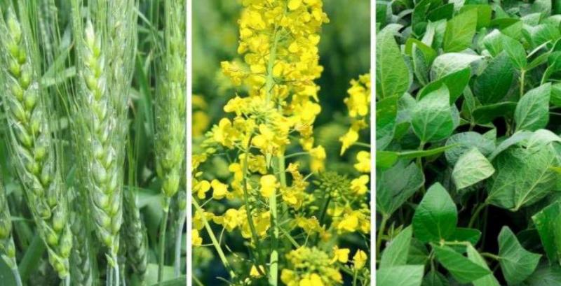 Аграрії Рівненщини понад 40% площ засіяли експортоорієнтованими культурами