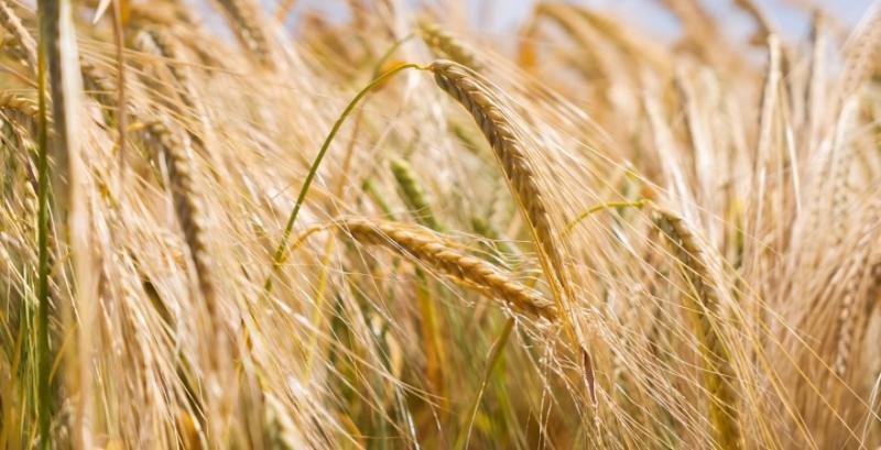 На Одещині фіксують нерівномірне дозрівання озимих культур 