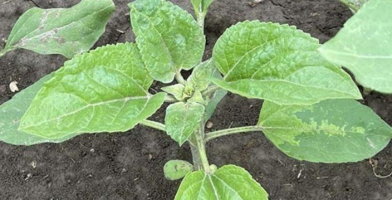 Несправжня борошниста роса (пероноспороз)