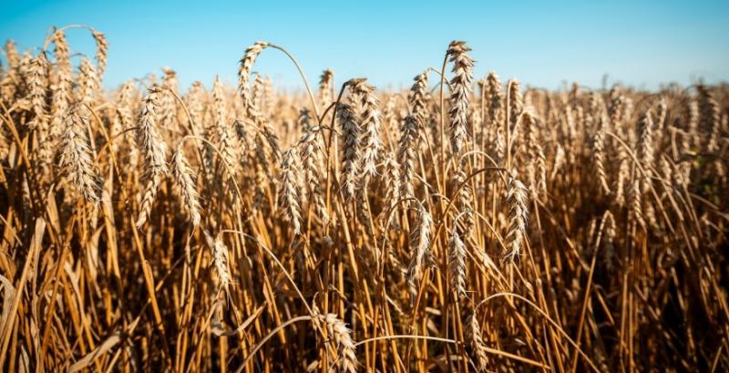 Врожай пшениці складе менш як 22 млн т — ASAP Agri Врожай пшениці складе менш як 22 млн т — ASAP Agri