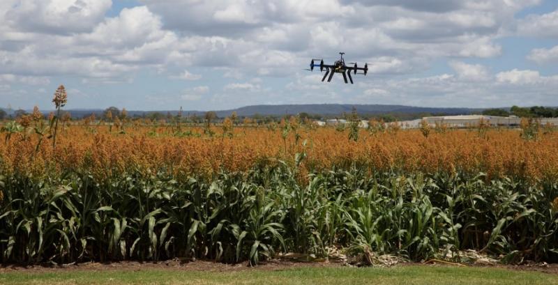 Сорго Сорго