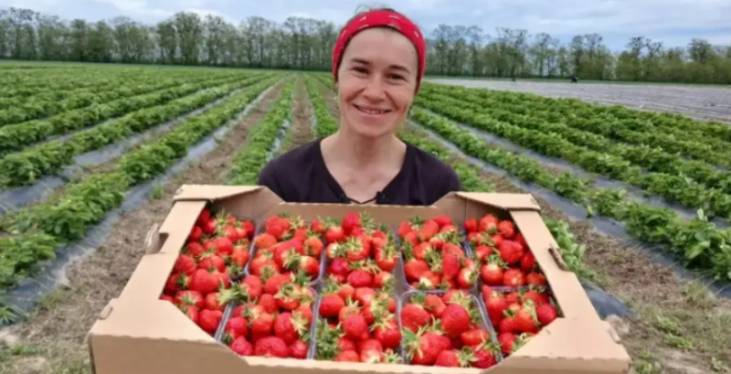 Початківцям варто починати ягідний бізнес з невеликих площ, щоб мінімізувати потенційні втрати