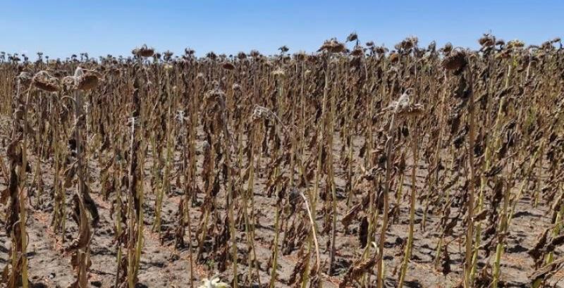 На Миколаївщині через посуху соняшник в критичному стані — фермерка