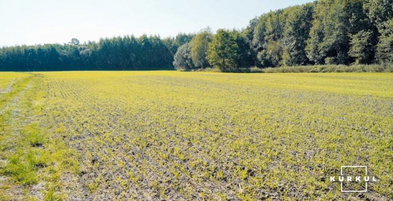 На аукціонах із суборенди держземель найбільша конкуренція за ділянки 50-100 га