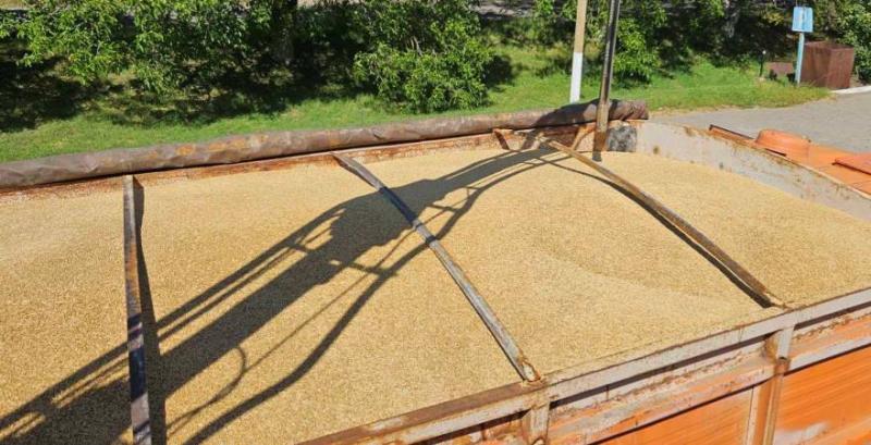 Елеватори почали приймати зерно нового врожаю