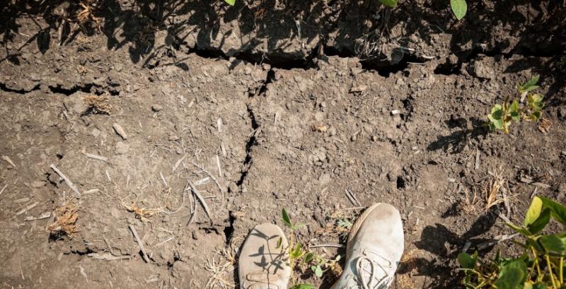 На Полтавщині посіви с/г культур страждають через ґрунтову посуху 