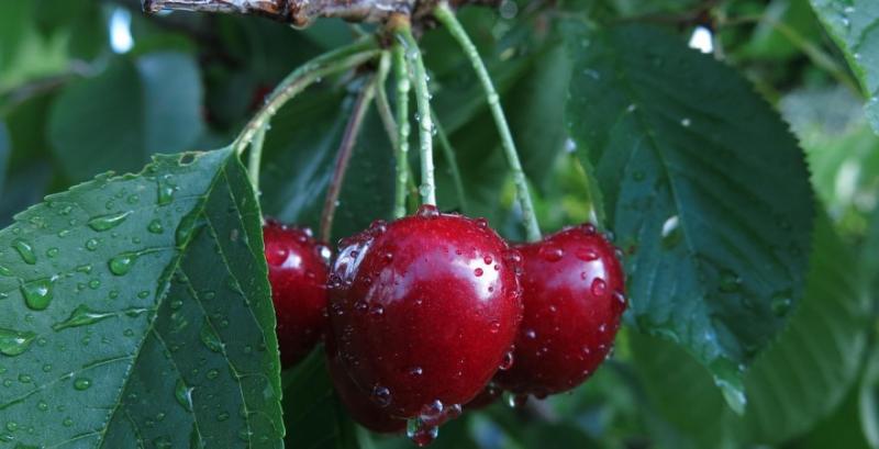В Україні завершується сезон черешня 2025