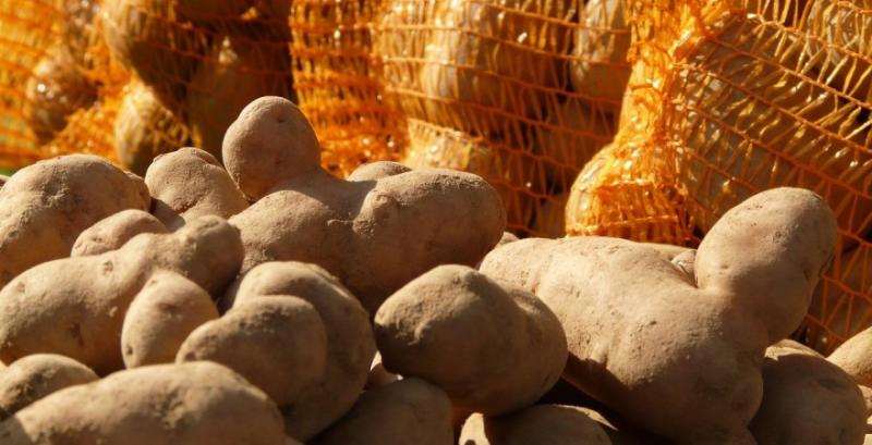 Ціна картоплі восени буде нижчою за торішню — прогноз Ціна картоплі восени буде нижчою за торішню — прогноз